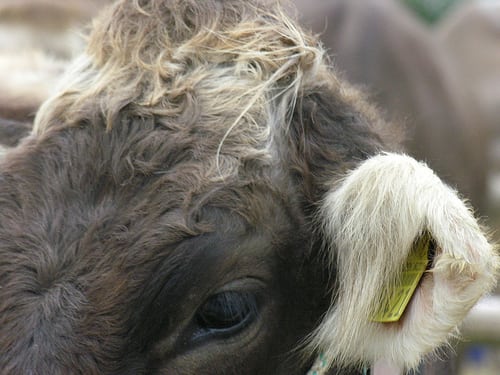 Posté par ernscht ۞  sur 2007-10-07 21:44:36 
    Tagged:  , vechschau , kuh , cow 
[ad_1]
[ad_2]…