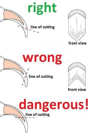 [ad_1]

Cutting Dogs Nails | How To Trim Dog Claws ✂ : The best dog …
Source by chelsea128
[ad_2]
			
			…